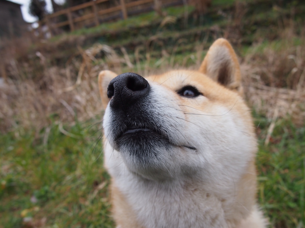 9游电竞资讯-巴西马术队在巴黎奥运会三项赛团体决赛中获得银牌，展现出色表现。
